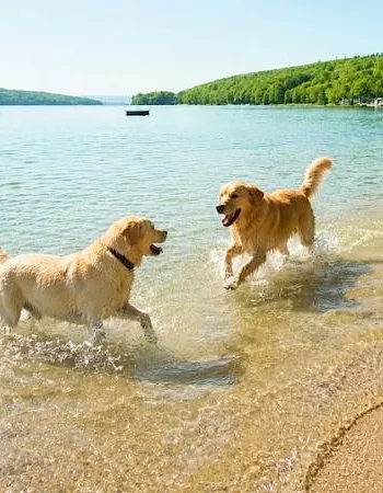 Two dogs splash and play in the shallow water along a sunny lakeside beach, with trees and docks in the background.