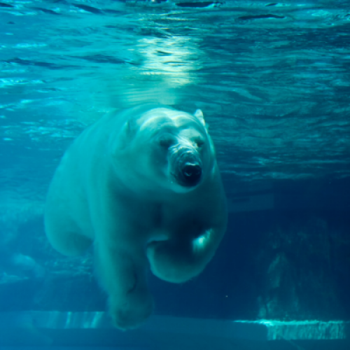 A polar bear swimming underwater in a clear blue environment, with sunlight filtering through the water.