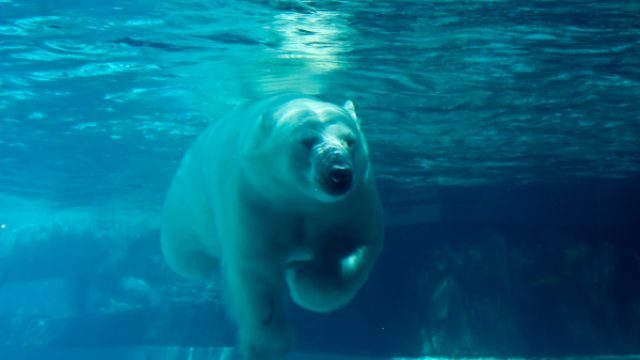 A polar bear swimming underwater in a clear blue environment, with sunlight filtering through the water.