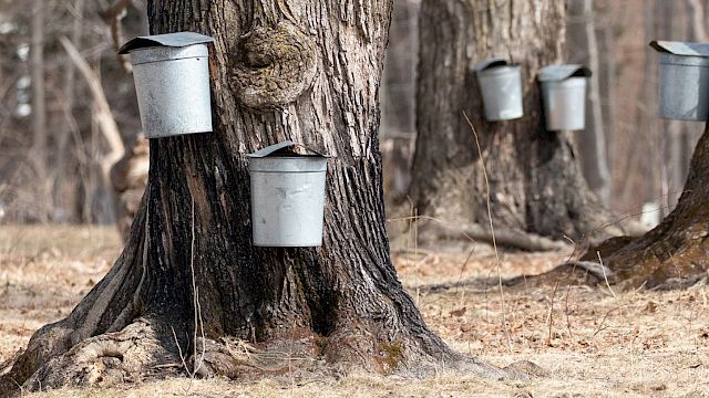 Metal buckets are attached to trees, likely for collecting sap, in a forested area.