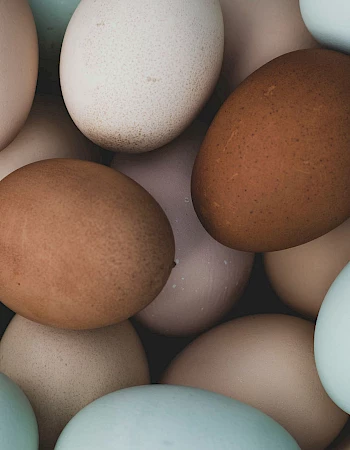 A bunch of brown, white, and blue eggs piled together, with smooth shells and varied hues.